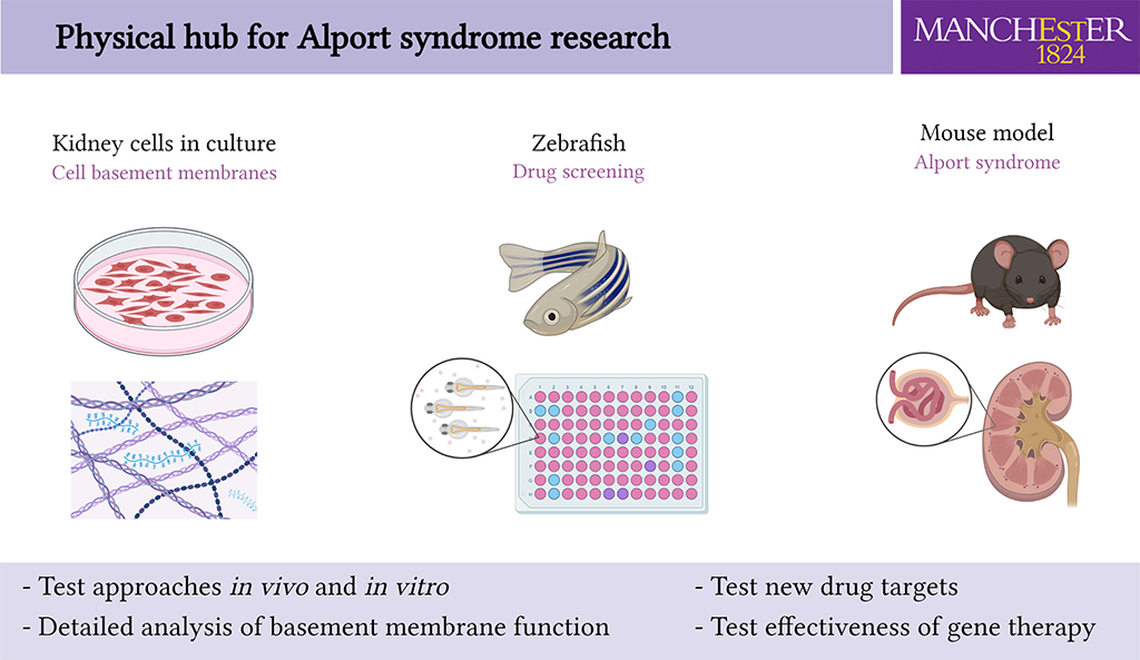 This image shows the different systems that can be used by the physical hub to investigate Alport syndrome.