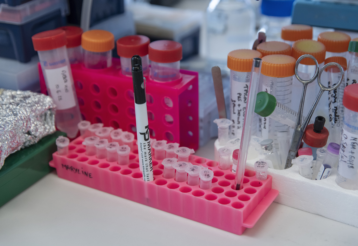 Picture of a lab bench with tubes in a rack.