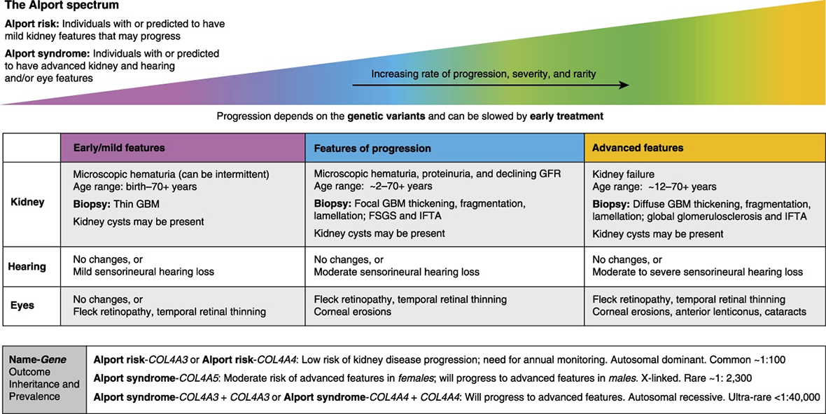 Image showing the Alport Spectrum from Alport risk (one affected copy of COL4A3 / COL4A4) to Alport syndrome (COL4A5, two affected copies of COL4A3 / COL4A4). The table describes 1) early/mild features 2) features of progression 3) advanced features, with the expected impact on the kidneys, hearing, and eyes, noting that progression depends on the genetic variants and can be slowed by early treatments.
