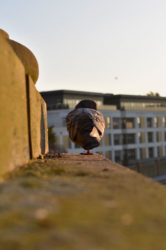 EHRN Pigeon