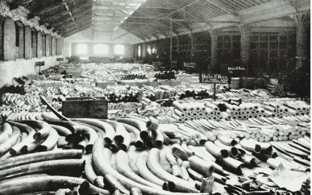 New journal article on port labour, global commodities, and material skill development: a study of the ivory warehouse in the Port of London and its representation c.1860-1968