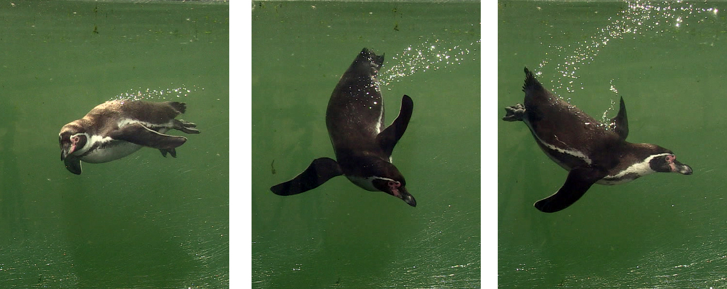 Glide and spin: Humboldt pengiun (Spheniscus humboldti) performing a rapid turn underwater