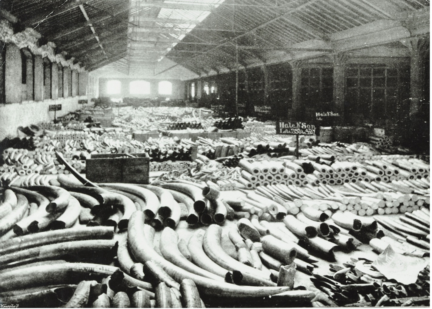 Ivory warehouse 1