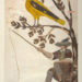History, Art and Science join Forces to Unlock the Mysteries of a 400-Year-Old Feather Book