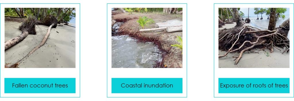 3 photos depicting a fallen coconut trees, coastal inundation and exposure of roots of trees