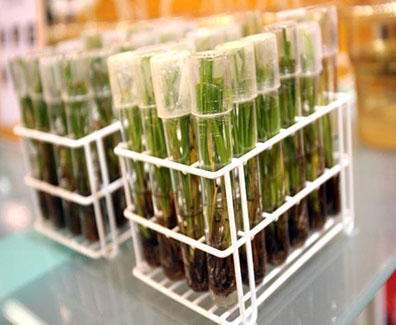 Genetically modified food samples in test tubes