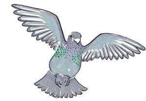 Homing pigeon in flight