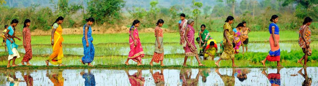 Women walk across a rice paddy field