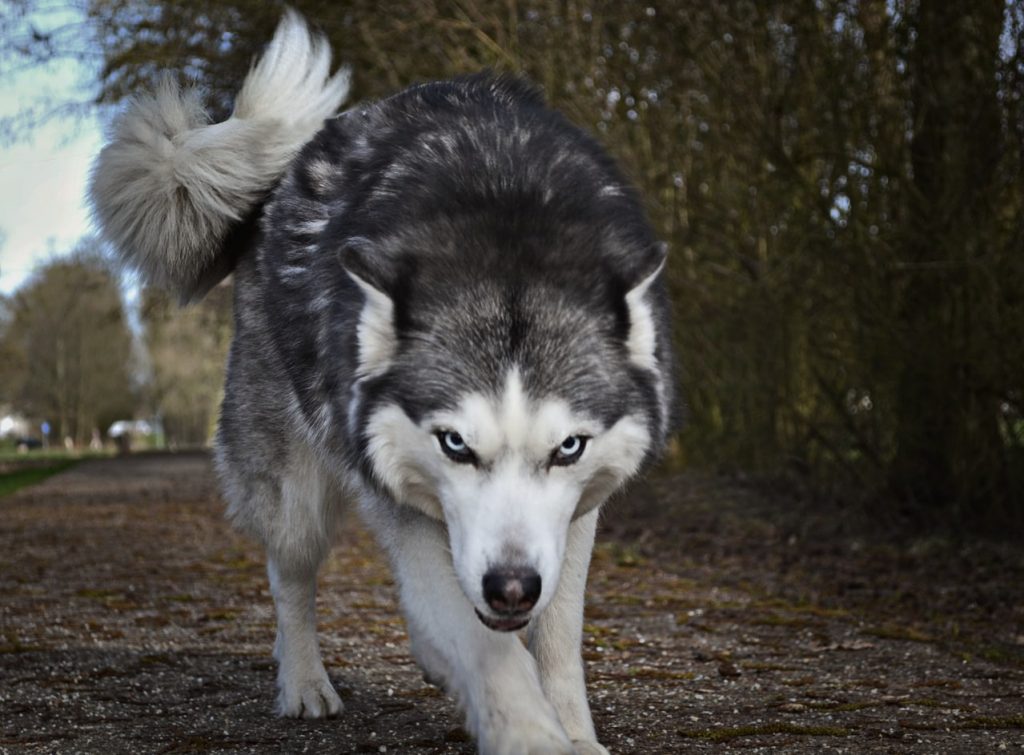 A beautiful wolf glowers menacingly towards the camera