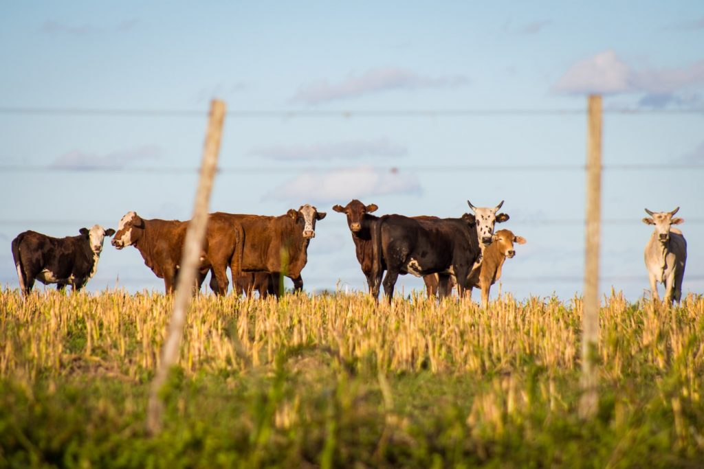 Cows gaze over a field, against a blue sky, behind a barb wire fence
