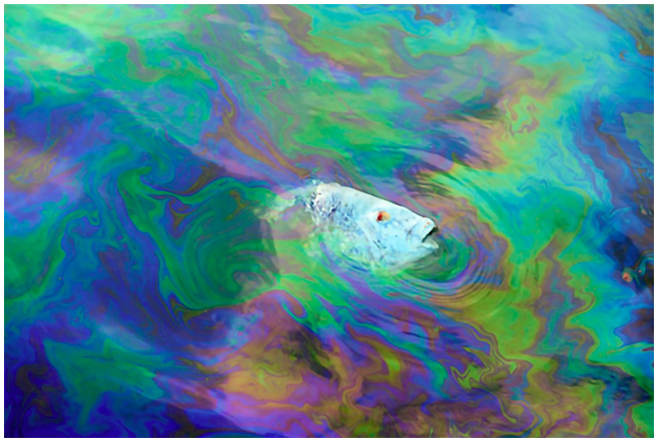 through a colourful swirling water surface, in which oil has been spilt, a fish's head can be seen, mouth agape