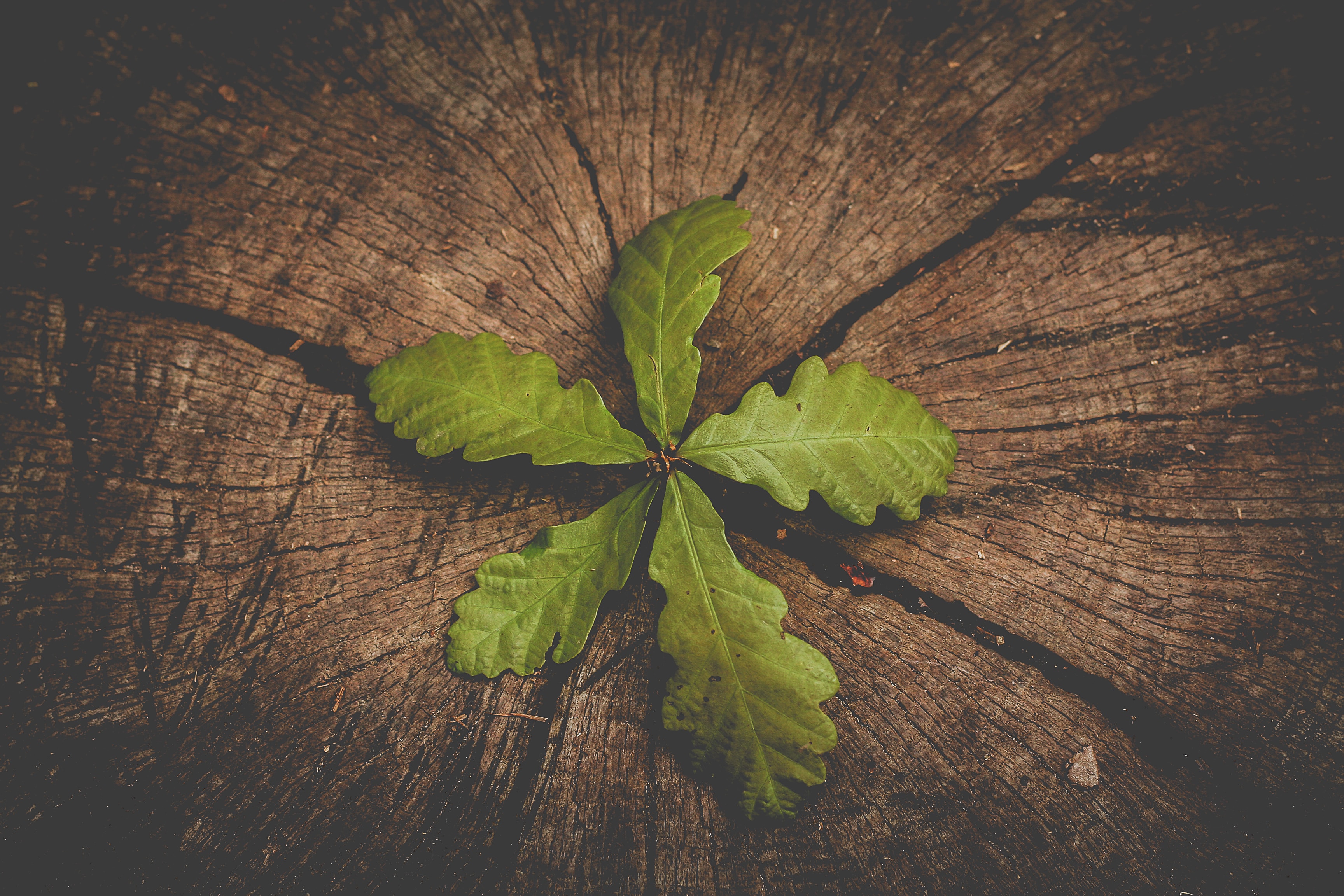 rob-wicks-XyrZYDr2jWM-unsplash a leaf