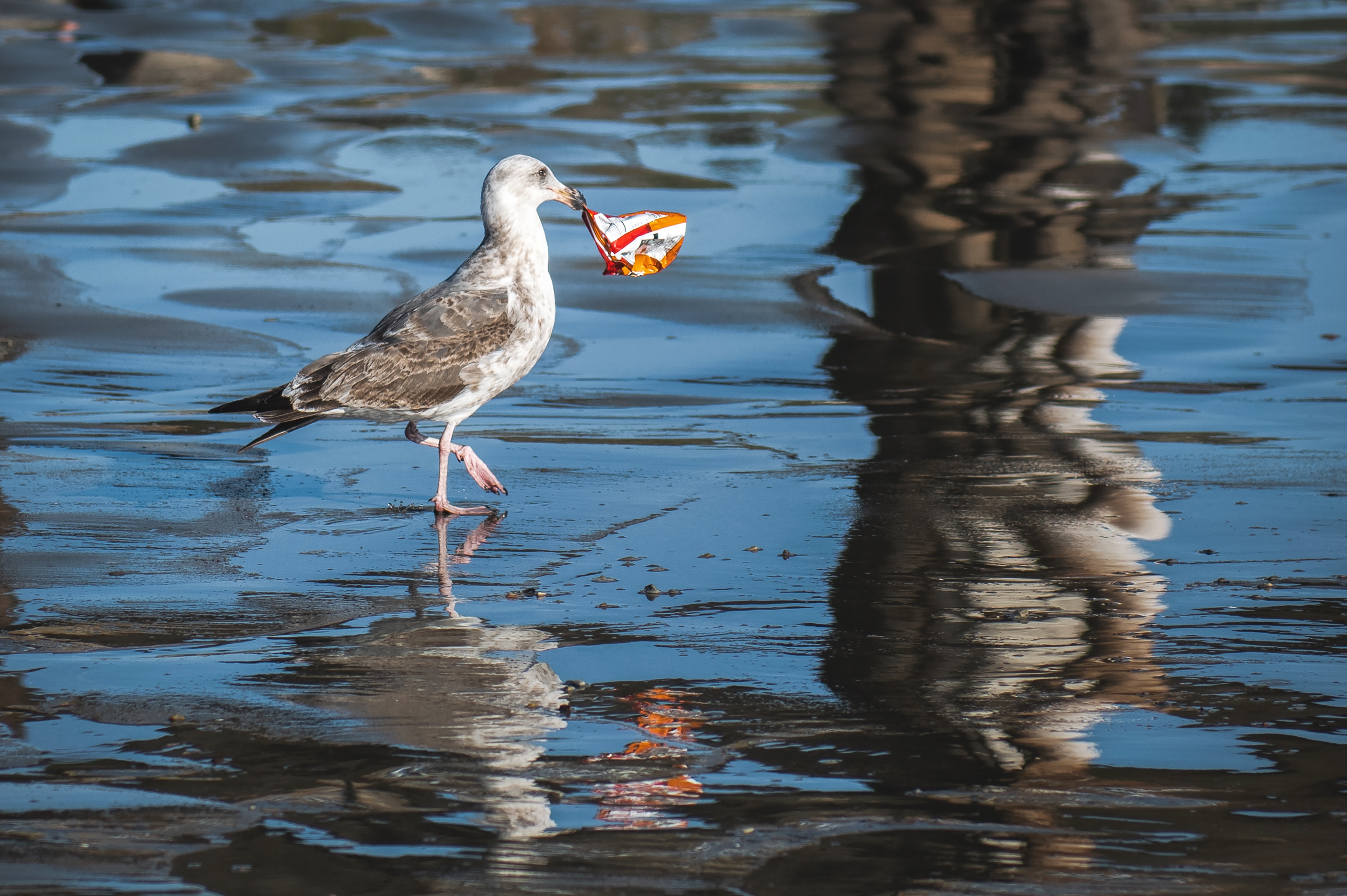 tim-mossholder-qq-8dpdlBsY-unsplash Trash Patrol