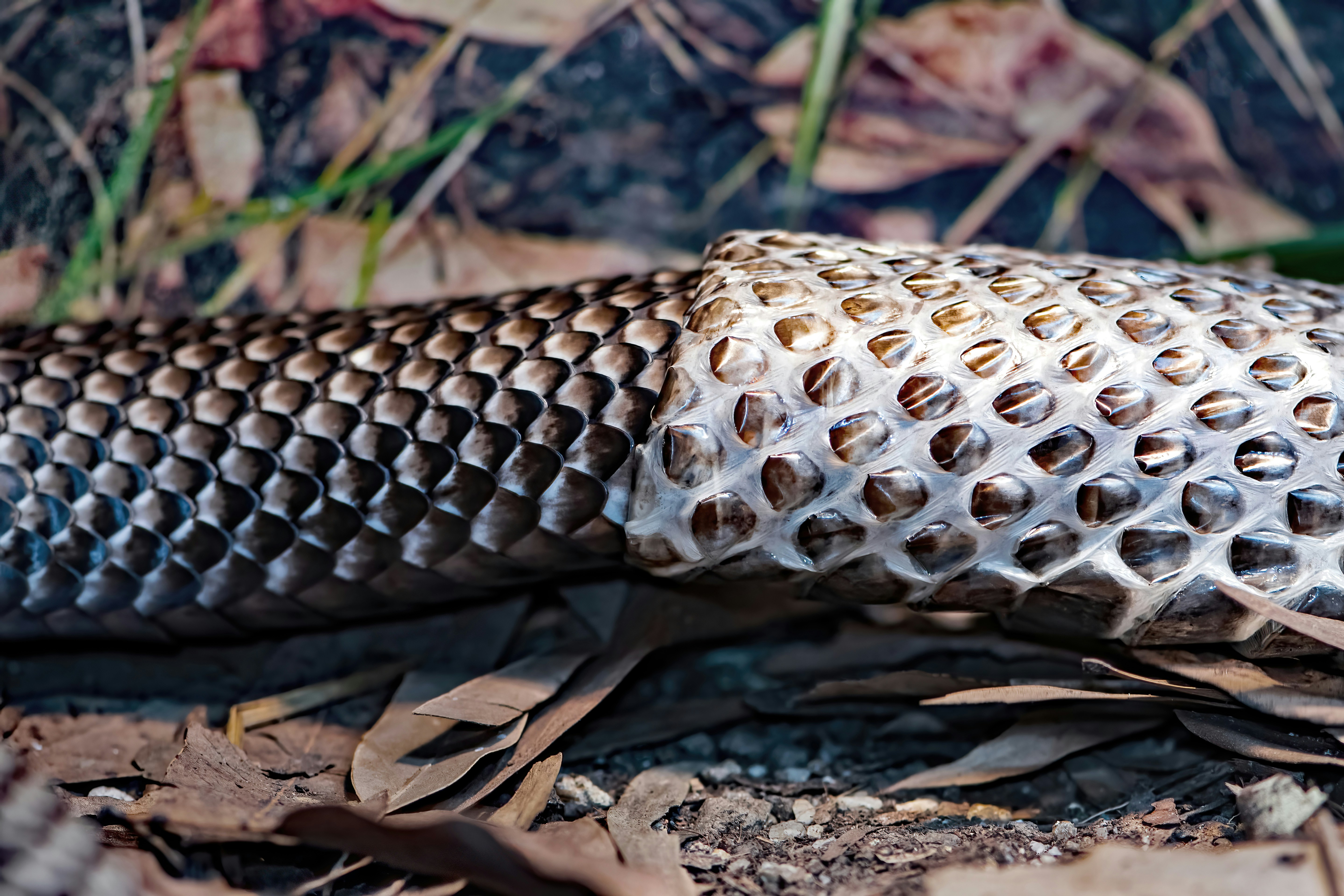 Loki david-clode-9o5nIffTAc4-unsplash A snake shedding their skin