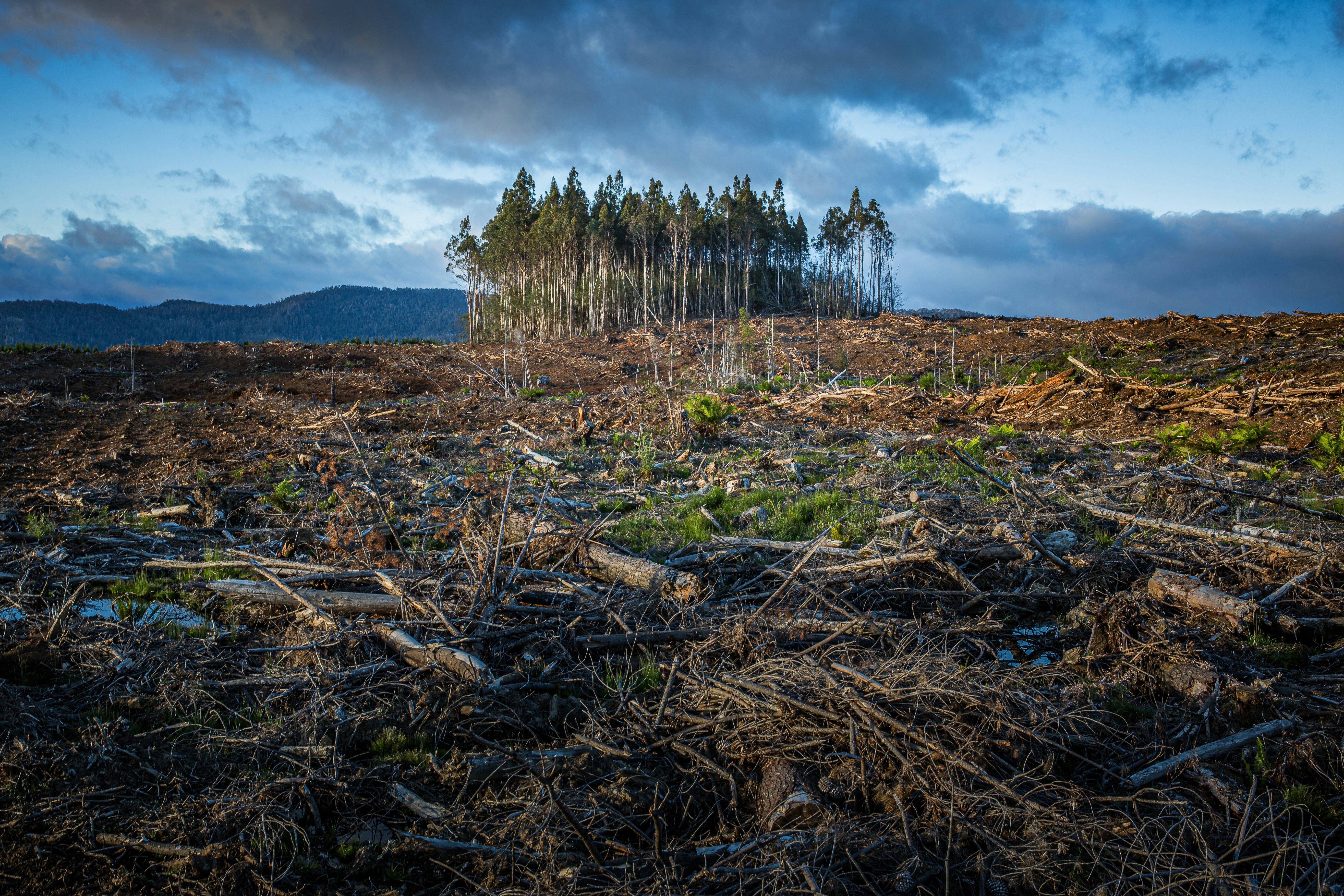 A few trees left in an area of deforestation