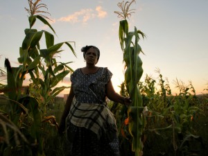 Woman in crop field