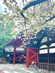 Picture of buildings and cherry blossom tree