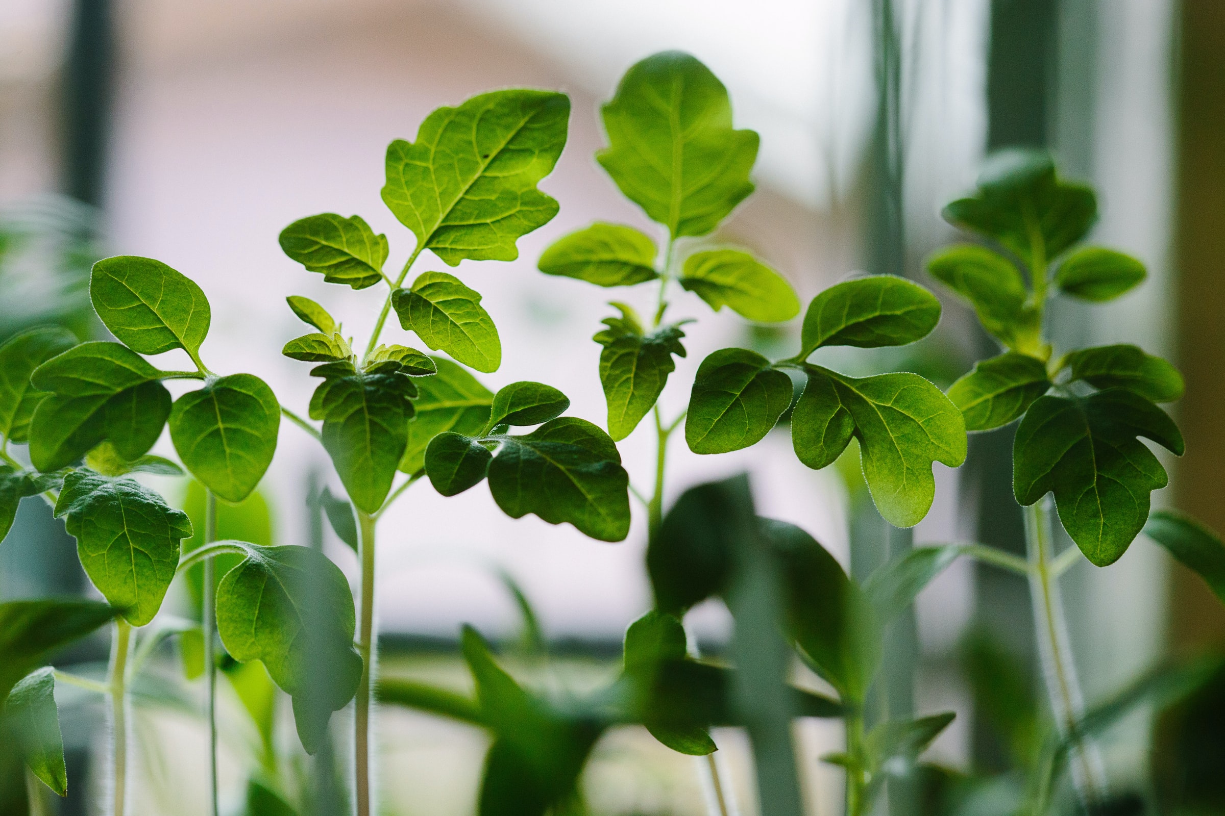 Al close up of seedlings