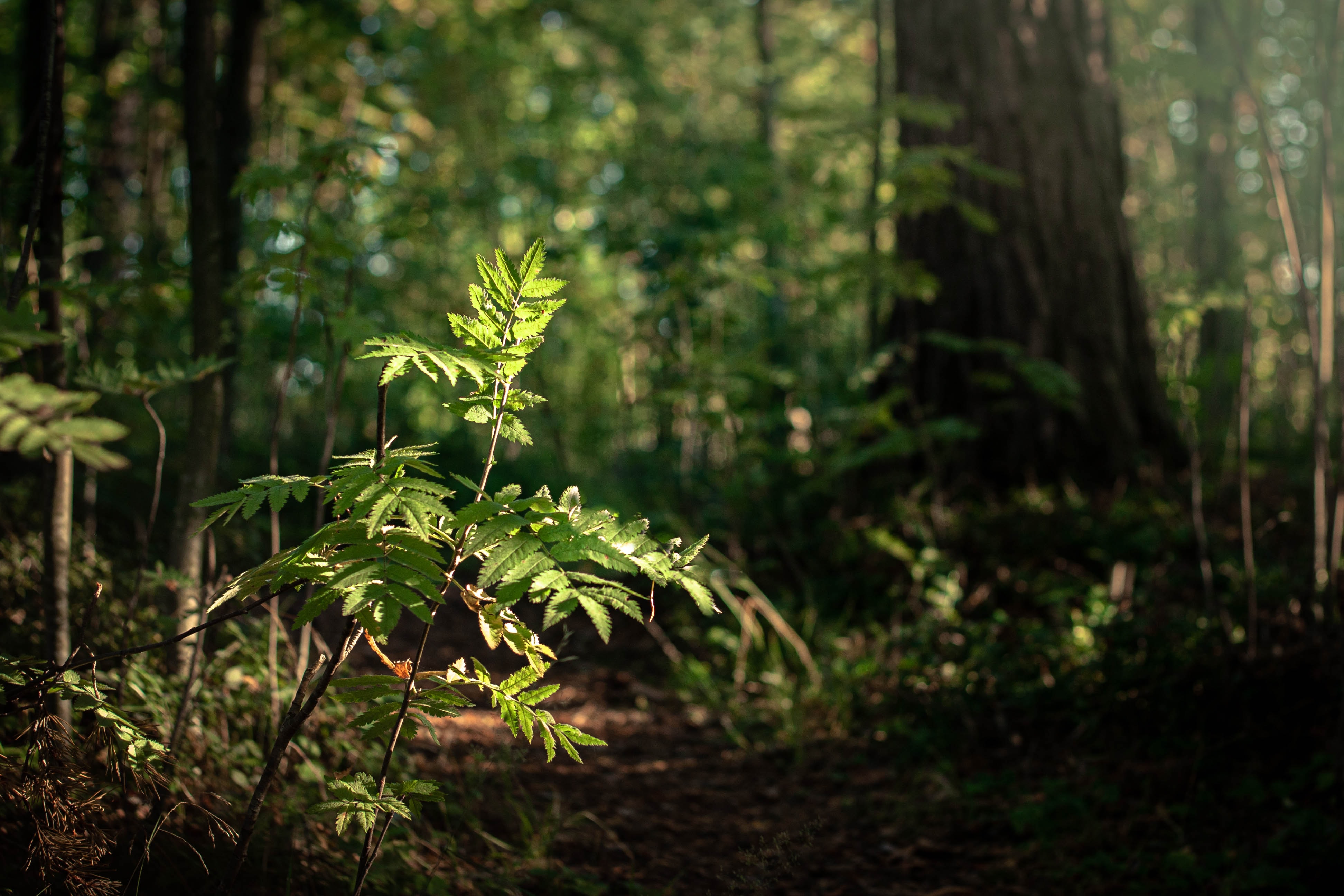 a sapling in a forest