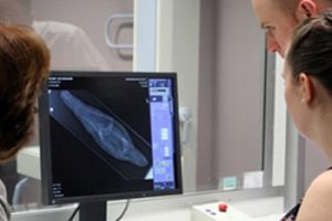 Using digital radiography for a 'first look' at the contents of animal mummies.