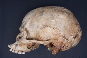 The skull of a New Kingdom period woman from ASN cemetery 94 currently in the KNH Centre. A small collection of ASN material was rediscovered in Manchester 25 years ago having been thought lost following the departure of Grafton Elliot Smith in 1919.