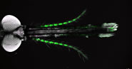 Sensory neuroscience and development of genetic tools in Drosophila and Anopheles mosquitoes