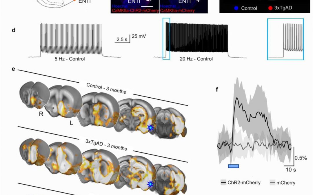 Local and global dichotomic dysfunction in resting and evoked functional connectivity precedes tauopathy