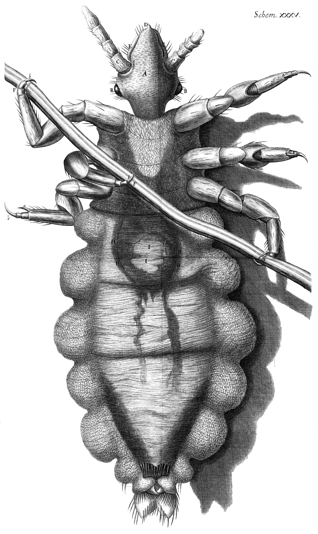 Hooke louse