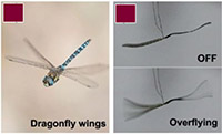 Image of a dragonfly and biomimetic wings