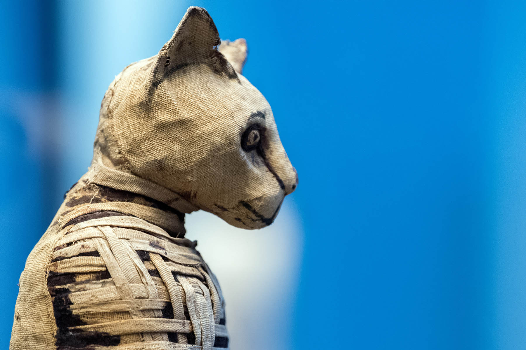 A close-up photo of a mummified cat.