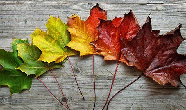 Autumn Maple leaf transition