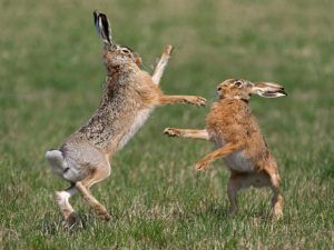 hares