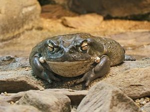 Toad