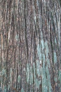 Bald cypress bark