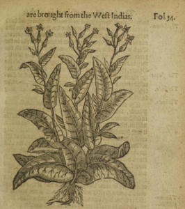 Print of tobacco plant 