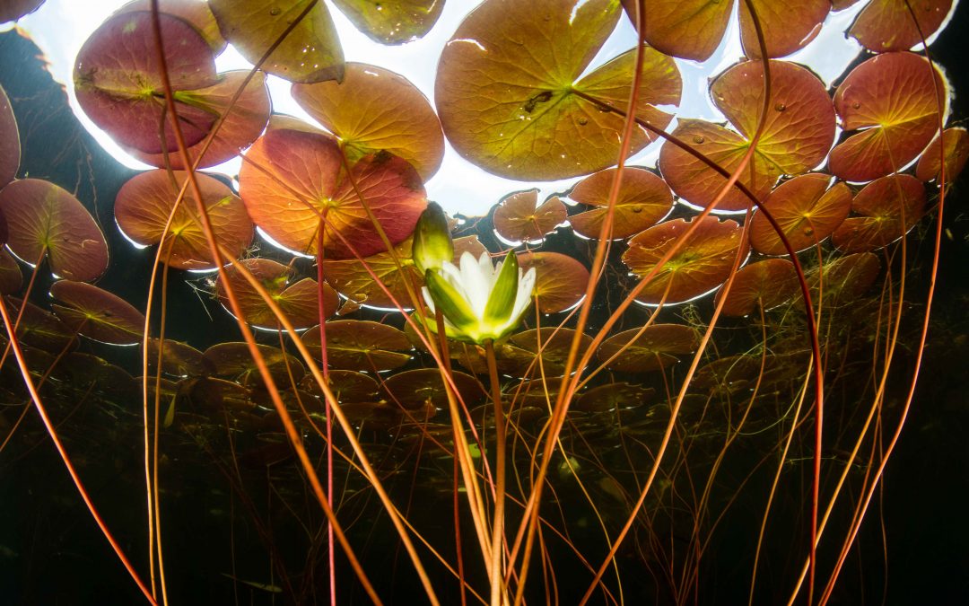 Materials of Sleep: Water Lilies
