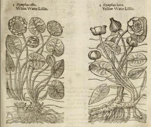 Woodcut of water lilies