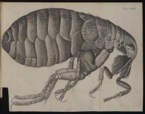 Engraving of a flea, in Robert Hooke, Micrographia: or some physiological descriptions of minute bodies made by magnifying glasses with observations and Inquiries thereupon, 1665 from the Wellcome Collection. 