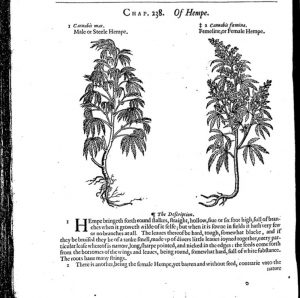 Image of hemp plant taken from John Gerard, The herball or Generall historie of plantes (London, 1633)