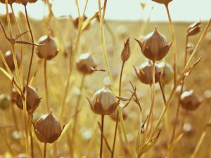 A field of flax crop