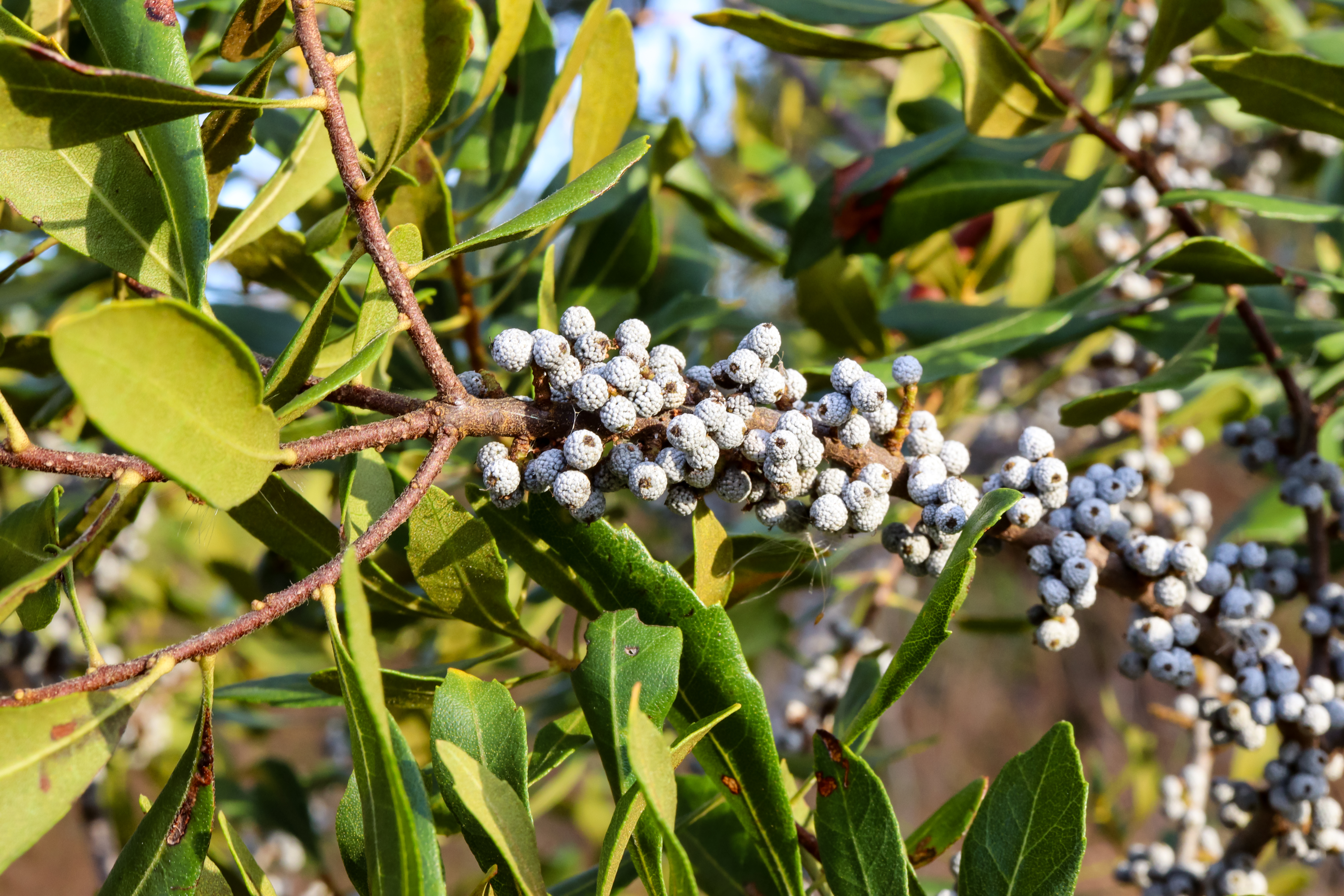 The,Wax,Myrtle,Or,Bayberry,(myrica,Cerifera),Is,An,Evergreen