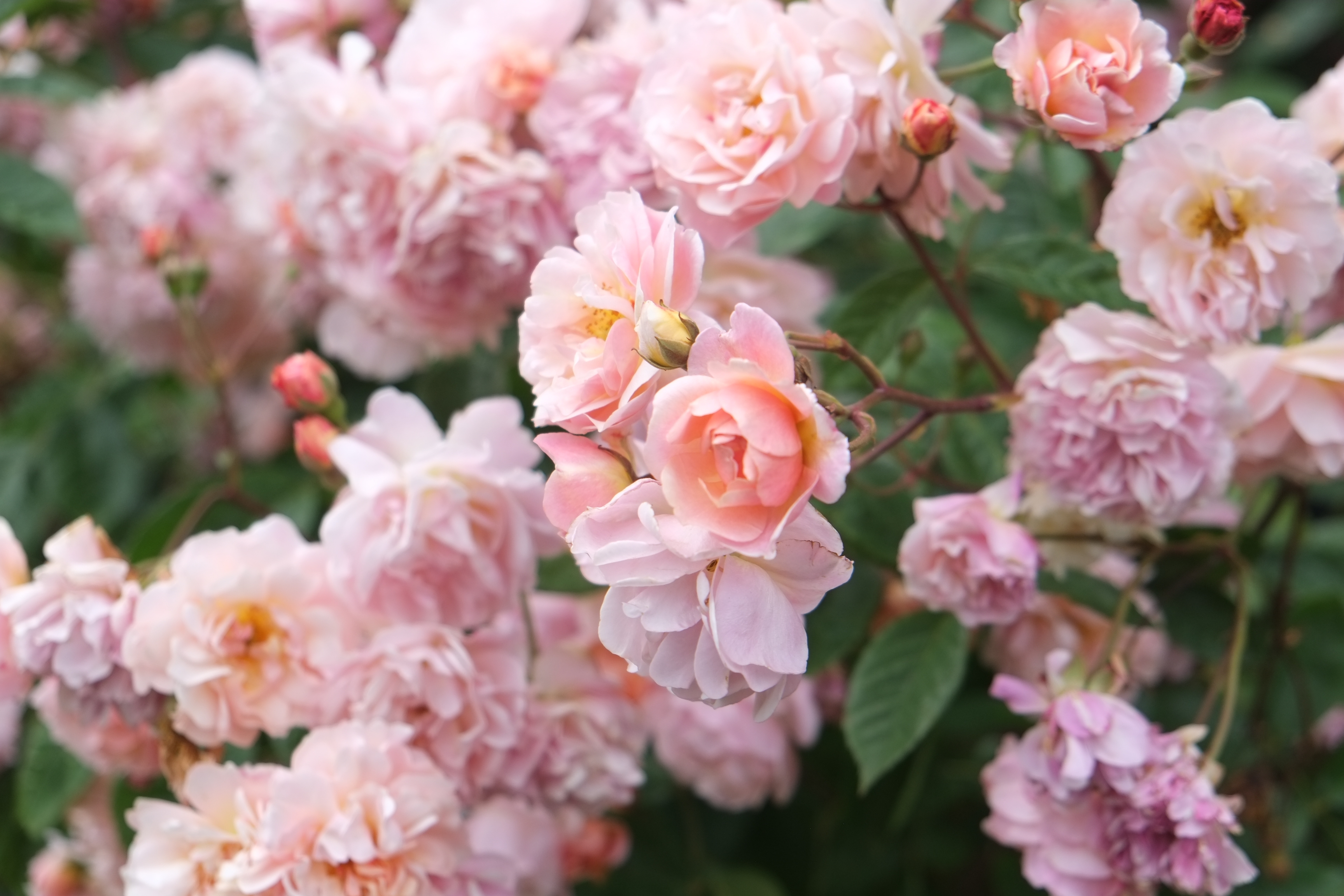 Close-up,Shot,Of,Rose,In,English,Garden,Landscape,In,Brighton