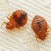 Banishing Bedbugs in the Early Modern World
